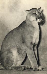 Puma d'Amérique