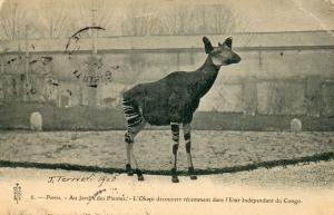 Okapi découvert récemment dans l'Etat Indépendant du Congo - 1905