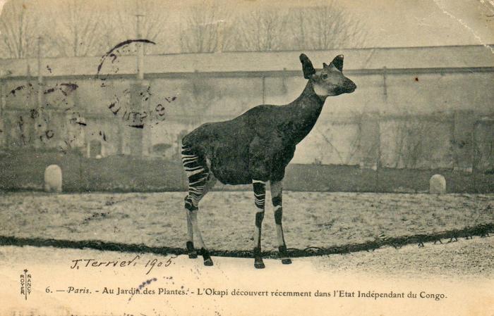 Okapi découvert récemment dans l'Etat Indépendant du Congo - 1905
