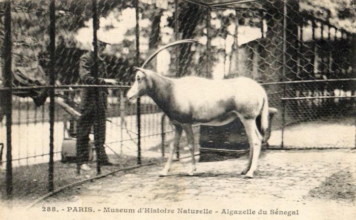 Algazelle du Sénégal