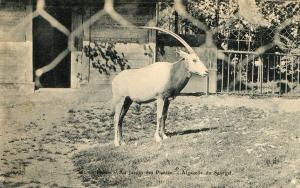 Algazelle du Sénégal