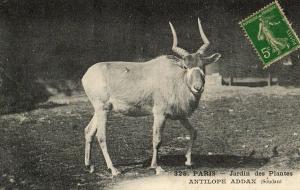 Antilope Addax