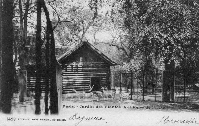 Antilope de l'Inde - 1903