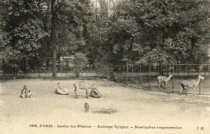 Antilope nylgaut - Boselaphus tragocamelus - 1922