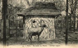 Antilope nylgaut