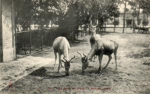 Antilopes Bubales