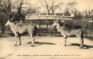 Elans du Cap (Afrique australe)