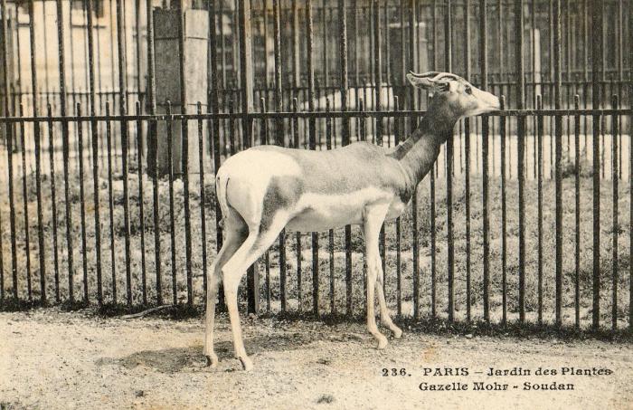 Gazelle Mohr - Soudan