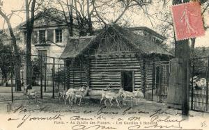 Les Gazelles à Bezoard