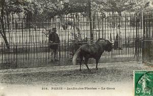 Le Gnou - 1912