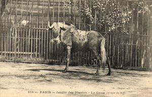 Le Gnou (Afrique du Sud)