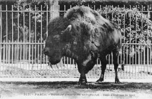 Bison d'Amérique du Nord
