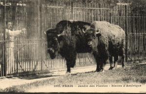 Bisons d'Amérique