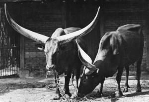 Boeuf Watusi - Espèce Domestisque Africaine