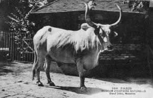 Boeuf Zébu, Massina - 1929