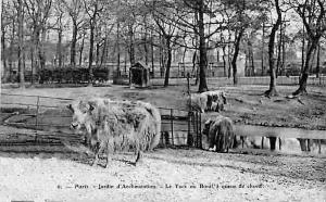 Le Yack ou Boeuf à queue de cheval