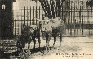 Zébus de Madagascar