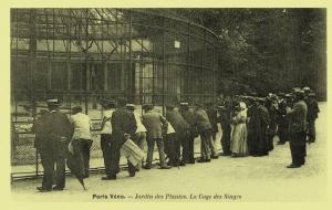La Cages des Singes