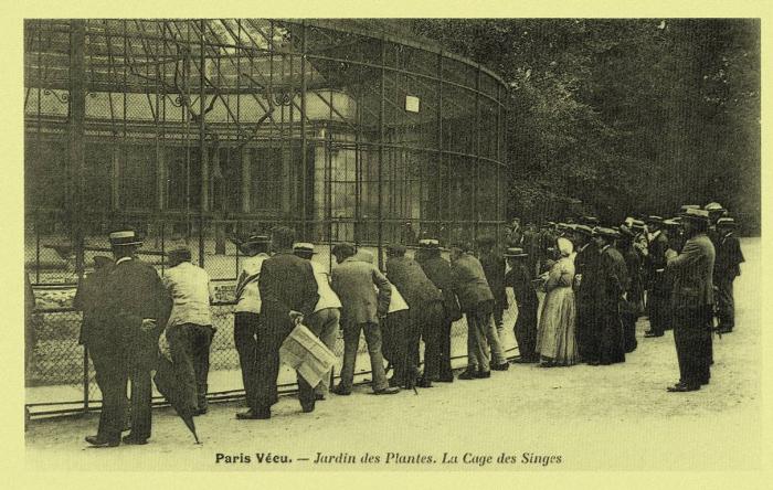 La Cages des Singes