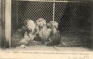 Cynocéphale Hamadryas et Papion- Abyssinie - 1908