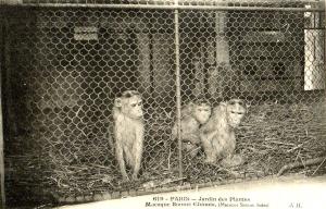 Macaque Bonnet Chinois, (Macacus Sinicus)