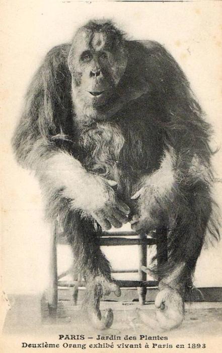 Deuzième Orang exhibé vivant à Paris en 1893