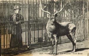 Cerf "Rusa"