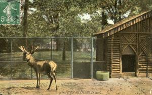 Le Cerf