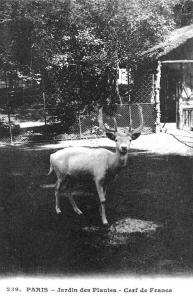 Cerf de France - 1912