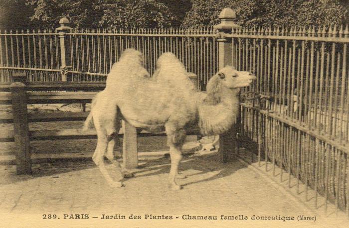 Chameau femelle domestique (Maroc)