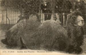 Chameau femelle