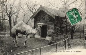 Le Chameau - 1915