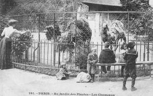 Les Chameaux