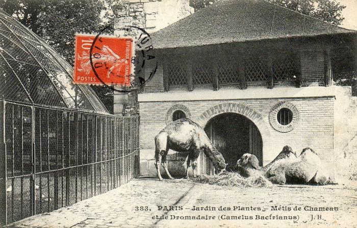 Métis de Chameau et de Dromadaire (Camelus Bactrianus) - 1908