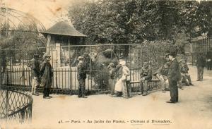 Chameau et Dromadaire - 1908