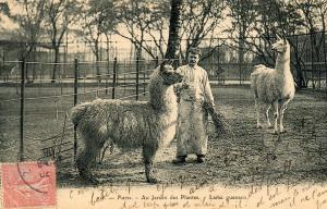 Lama guanaco - 1906