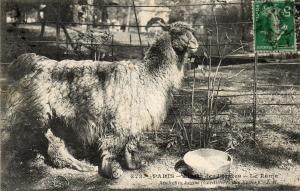 le Lama - Anchenia lama (Cordilières des Andes)
