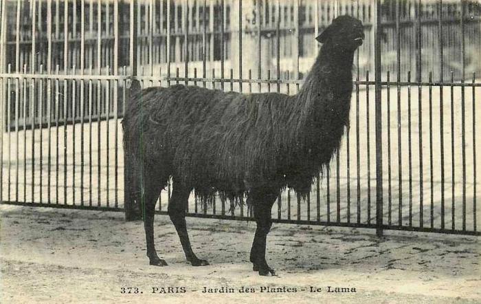 Le Lama