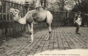 Le Dromadaire - 1908