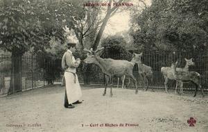 Cerf et Biches de France