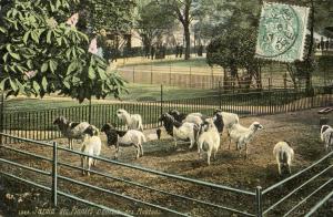 L'enclos des Moutons