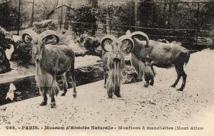 Mouflon à manchettes (Mont Atlas)