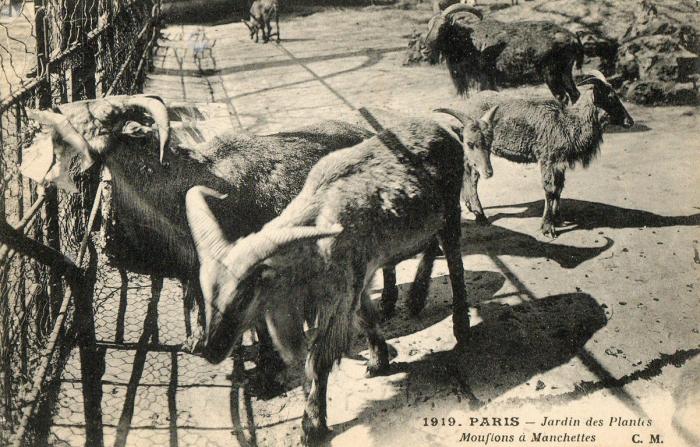 Mouflons à Manchettes