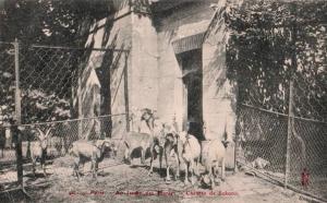 Chèvres de Sokoto