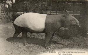 Tapir Indicus Malaca