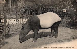 Tapir Indicus Malaca