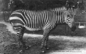 Zèbre (Equus Zebra) Afrique australe - 1913