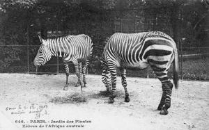 Zébre de l'Afrique australe - 1909