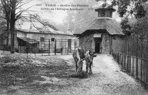 Zébre de l'Afrique australe
