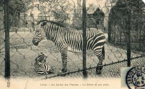 Le Zèbre et son petit